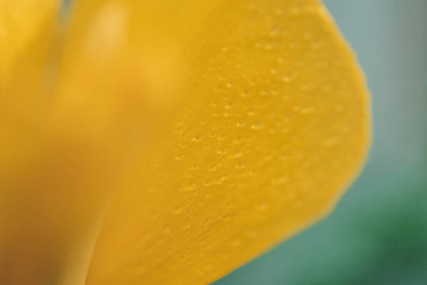 Close-up of tropical yellow flower with water drops on petals - Photo, Image