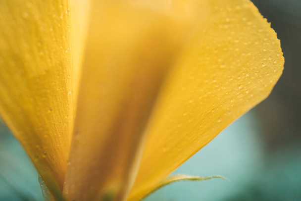 Close-up of tropical yellow flower with water drops on petals - Photo, Image