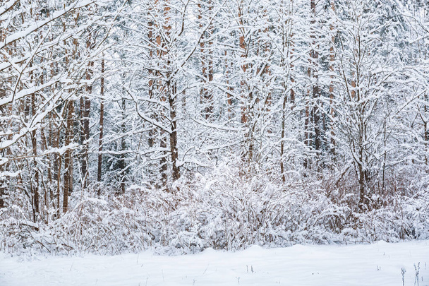 Зимовий ліс. Природний ландшафт з високими ялиновими та сосновими деревами. Мальовничий вид на сніг увінчаний ялинами в морозний день. Фотошпалери. Казковий образ. Краса землі. Холодний сезон. Вертикальна картка
 - Фото, зображення