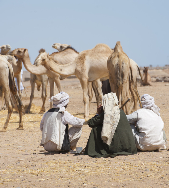 Les commerçants bédouins à un marché aux chameaux
 - Photo, image