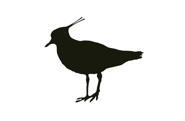 Silhouet Bird The Northern Lapwing has a black Crest and usually lives on fields! - Vector, Image