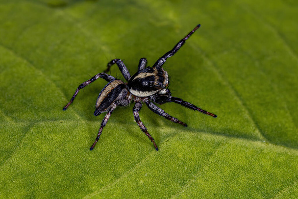 Piccolo ragno che salta della Subtribù Freyina - Foto, immagini