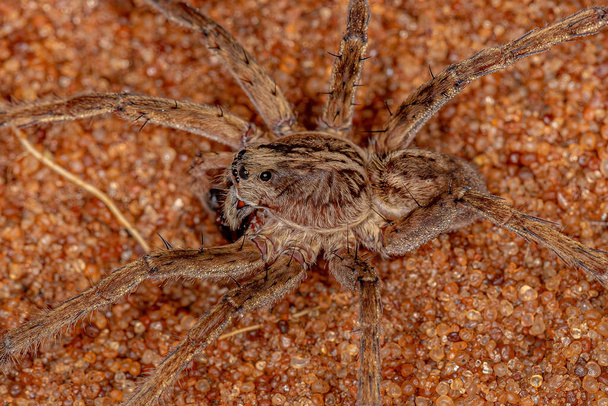 Adult Male Wolf Spider of the Family Lycosidae - Valokuva, kuva