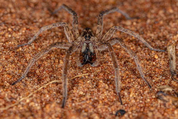 Adult Male Wolf Spider of the Family Lycosidae - Foto, immagini