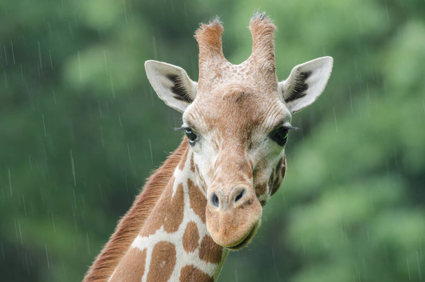 Reticulated giraffe portrait in the rain - Foto, immagini