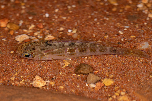small Cichlid fish of the Family Cichlidae - Foto, afbeelding