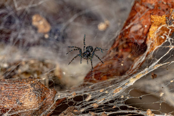 Small Wolf Spider of the genus Aglaoctenus - Photo, Image