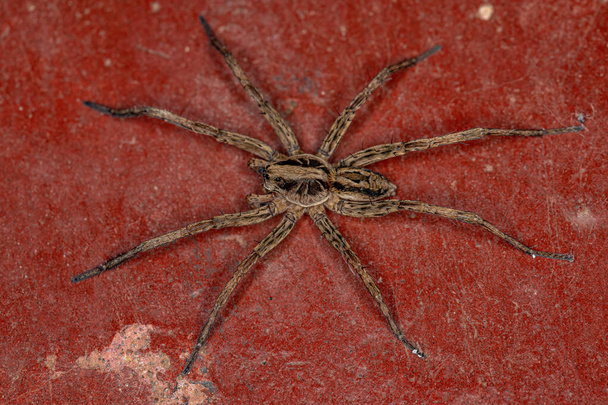 Adult Wolf Spider of the Family Lycosidae - Photo, Image