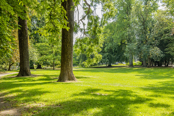 緑の葉を持つ木々に囲まれた緑の草の上に2本の巨大な木の幹、オランダのサウス・リンブルグのマーストリヒト市公園で晴れた夏の日 - 写真・画像