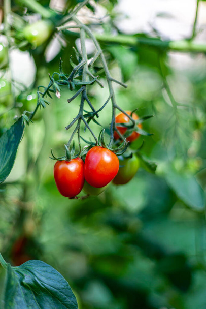 Ripe cherry tomatoes growing in an organic greenhouse garden, wonderful sunny day in the Netherlands Holland, beautiful combination of color and texture - Foto, Imagem