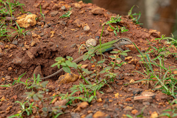 Гигантская Ameiva Lizard вида Ameiva ameiva - Фото, изображение
