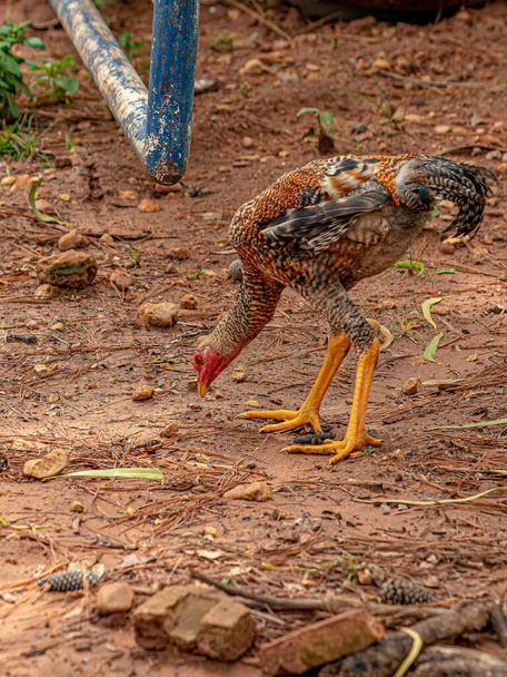 domestic animal chicken of the subspecies Gallus gallus domesticus - Photo, Image