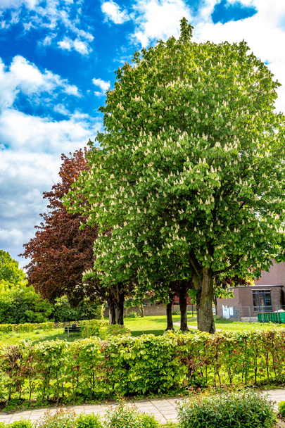 Stunning chestnut trees and real red norway maple or acer platanoides in a park with green grass, wonderful sunny spring day in Beek, south limburg in the Netherlands Holland - Foto, Imagen