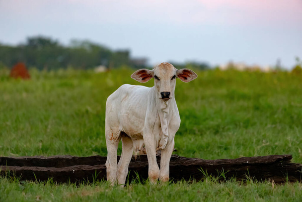 White cow raised on a farm in a pasture area - Foto, Bild
