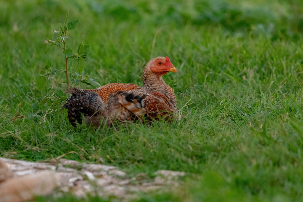 домашние животные цыплята подвида Gallus gallus domesticus - Фото, изображение