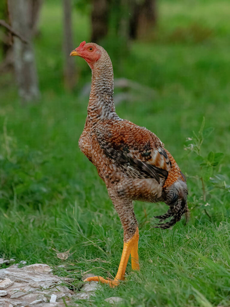 polli domestici della sottospecie Gallus gallus domesticus - Foto, immagini
