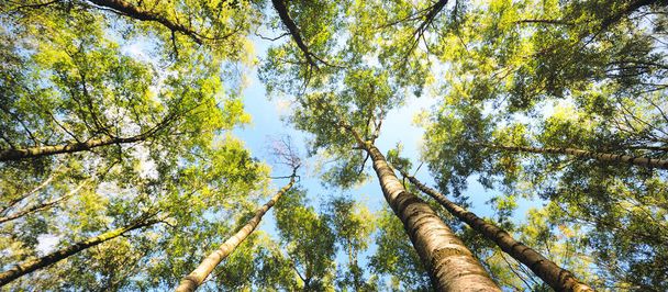 Blick in den grünen Birkenwald an einem klaren Tag. Öffentlicher Park. Baumstämme aus nächster Nähe. Blauer Himmel, Sonnenlicht, Tageslicht, Sonnenstrahlen. Ökologie, Landschaftsplanung, Landschaftsgestaltung, Texturen, Hintergründe - Foto, Bild
