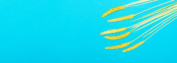 Bunch of wheat ears on pastel blue in flat lay - Foto, immagini