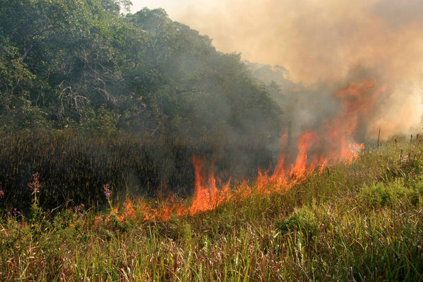 santa cruz cabralia, bahia, brazil - november 10, 2008: Forest fire in an environmental preservation area in the municipality of Santa Cruz Cabralia. - Фото, зображення