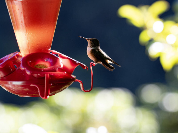Rivoli's hummingbird, Eugenes fulgens, sits at the feeder. San Gerardo de Dota, Costa Rica.San Gerardo de Dota, Costa Rica. - Фото, зображення
