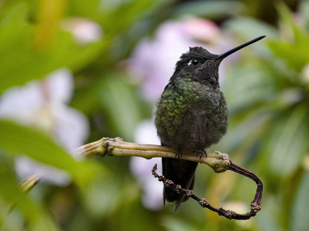 Rivoli's hummingbird, Eugenes fulgens, San Gerardo de Dota, Costa Rica. - Foto, Imagem