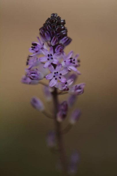 The Autumn Squill, Prospero autumnale, delicate purple flower that is usually the first flower of the season to bloom in Israel. - Fotoğraf, Görsel