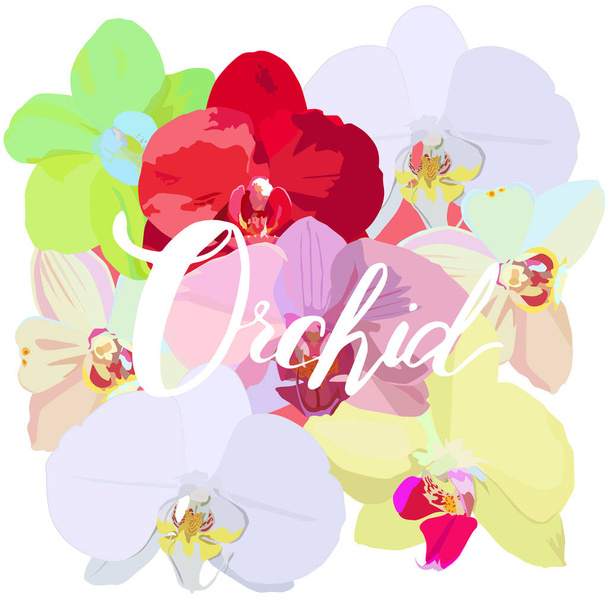 Flowers of blooming orchids. A flowering plants with text orchid  - Vector, Image