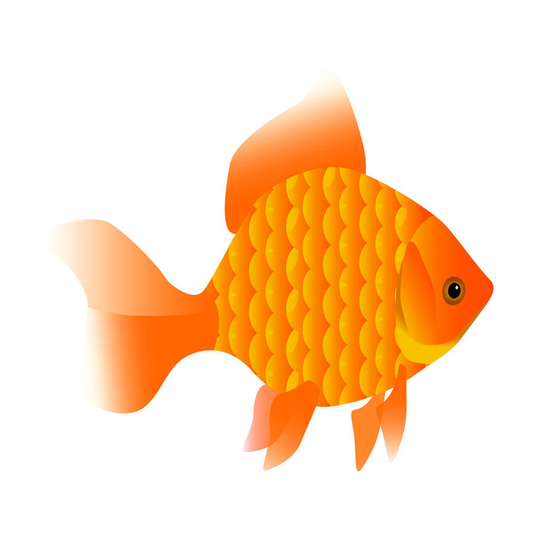 Illustration of a goldfish orange-golden color. Fish for aquarium. Pet living in water. Fish from the ocean. - Vector, Image
