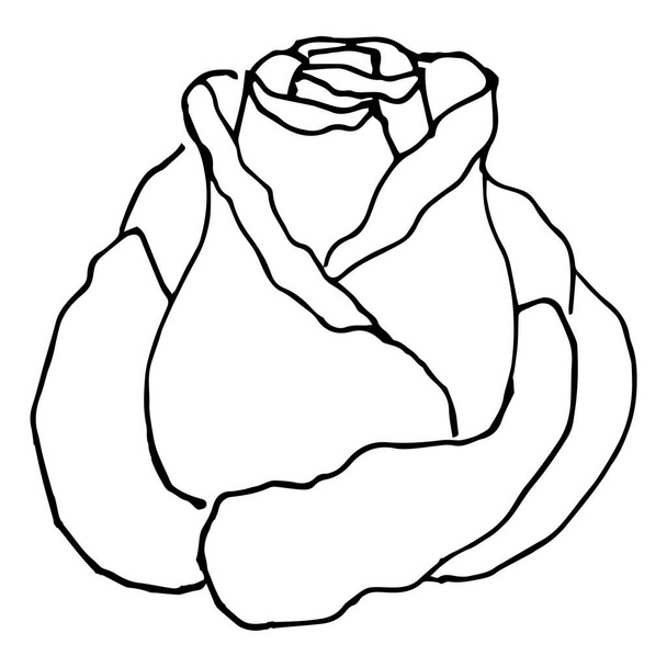Simple summer flower drawings. Abstract flower illustration. Hand drawn vector art. Black white illustration - Vector, afbeelding