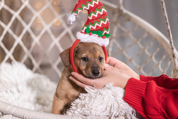 A dog owner in a red sweater puts an elf cap on the puppy to celebrate the new year - Foto, Imagen