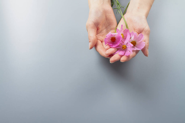 Pink flowers in womens hands as a symbol of hand care, manicure - Φωτογραφία, εικόνα