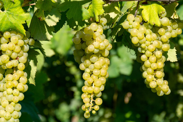イタリア・ラツィオ州テラチーナ近郊のブドウ畑で日光の下で熟す白ワインムスカットブドウの房 - 写真・画像