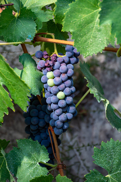 Trauben von Rotwein-Merlot-Trauben reifen auf grünen Weinbergen in Campo Soriano bei Terracina, Latium, Italien - Foto, Bild