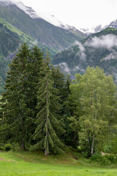 Panoramic view on green Alpine spruce and pine tree forests and meadows near Saint-Gervais-les-Bains, Savoy. France in summer - Photo, Image