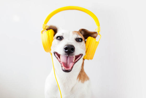 Smiling dog listens to music with pleasure. Happy pet wearing headphones on white - Foto, imagen
