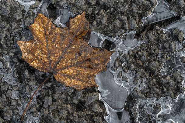 Leaf and Ice on Concrete - Foto, afbeelding