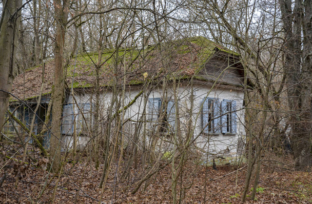 Hylättyjä taloja ympäröivät tiheiköt puita ja pensaita Tsernobylin poissulkemisvyöhykkeellä, Ukrainassa - Valokuva, kuva