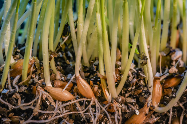 Κοντινό πλάνο σπόρων σιταριού με φύτρο στο έδαφος - Φωτογραφία, εικόνα