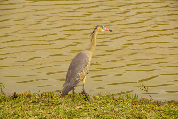 Un pájaro llamado "Maria Faceira", cuyo nombre científico es "Syrigma sibilatrix", en la orilla del lago del Parque Leoldio di Ramos Caiado. - Foto, Imagen