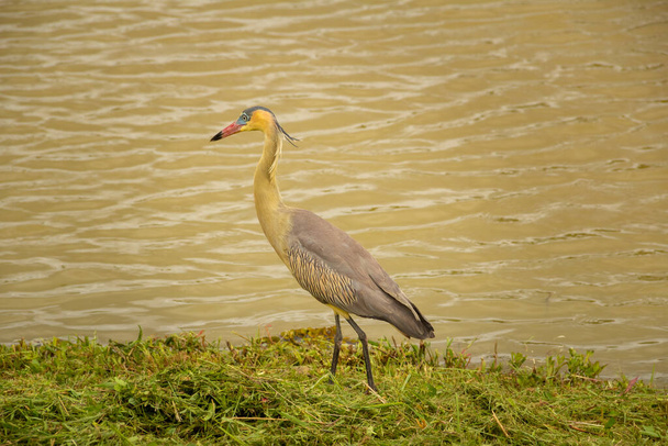 Ptak zwany "Maria Faceira", którego naukowe imię to "Syrigma sibilatrix", na brzegu jeziora Leoldio di Ramos Caiado Park. - Zdjęcie, obraz