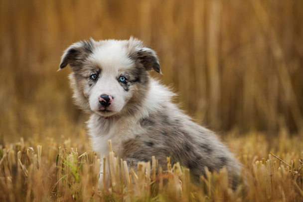 Border collie puppy in a stubblefield - Photo, Image