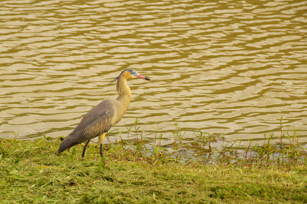 A bird called "Maria Faceira", whose scientific name is "Syrigma sibilatrix", on the lakeside of Leoldio di Ramos Caiado Park. - Foto, Imagem