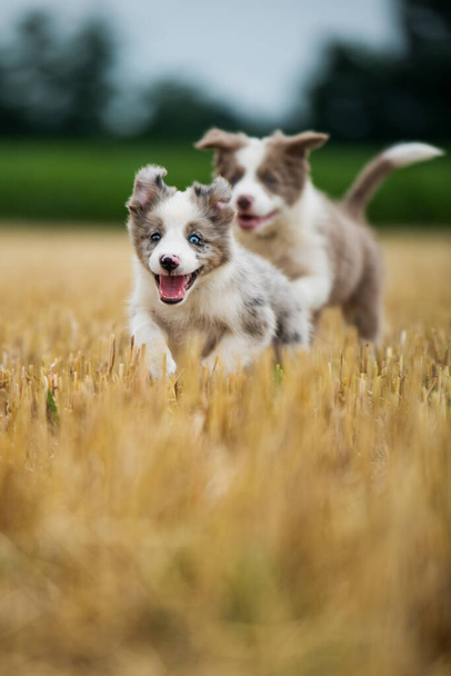 Border collie puppy in a stubblefield - Photo, Image