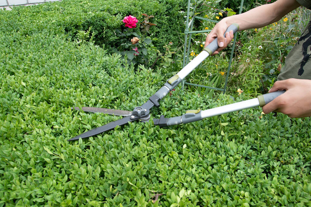 Scissors for cutting bushes over boxwood bush. Trimming bushes in the garden - Foto, Imagem