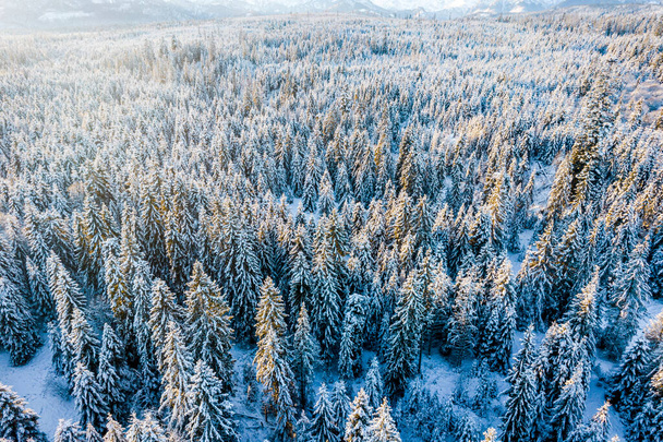 Snow Covered Pine Trees in Winter Forest at Sunny Day. Aerial Drone Top Down View. - Foto, immagini
