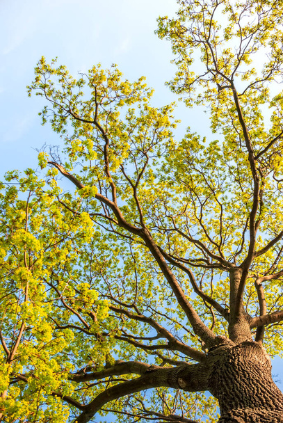 A view from below of a huge tree. Sunlight in the deciduous forest, summer nature, sunny day. The upper branches of a tree with fresh green foliage. - Photo, Image
