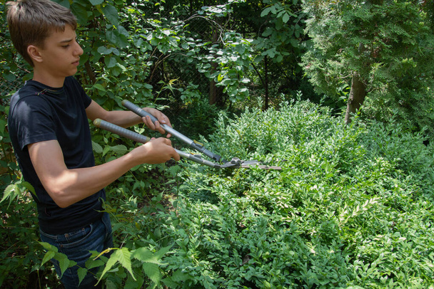 Scissors for cutting bushes over boxwood bush. Trimming bushes in the garden - Zdjęcie, obraz