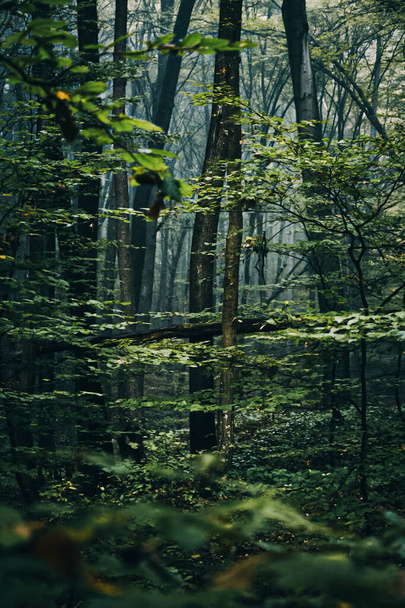 красивый лес в горах - Фото, изображение