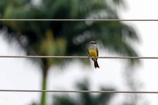 The Tropical Kingbird also known as Suiriri singing perched on power wire. Species Tyrannus melancholicus. Animal world. Birdwatching. Yellow bird. - Photo, Image