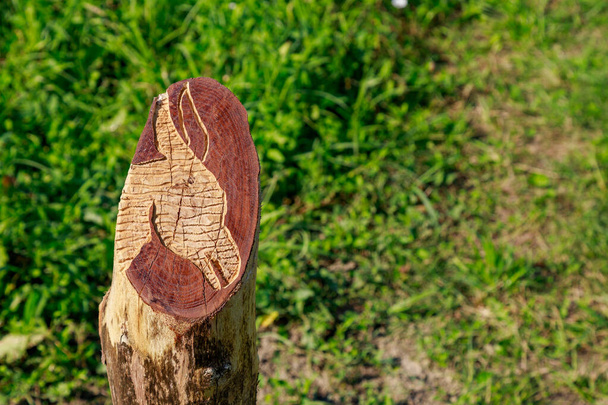 Abstract donkey head on ranch corral post. Wood carving is a popular hobby in the culture of different peoples of the world. - Foto, Bild